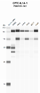 Click to enlarge image Automated western blot using CPTC-IL1A-1 as primary antibody against PBMC (lane 2), HeLa (lane 3), Jurkat (lane 4), A549 (lane 5), MCF7 (lane 6), and NCI-H226 (lane 7) whole cell lysates.  Expected molecular weight - 30.6 kDa.  Molecular weight standards are also included (lane 1).