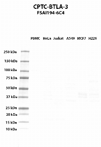 Click to enlarge image Western blot using CPTC-BTLA-3 as primary antibody against PBMC (lane 2), HeLa (lane 3), Jurkat (lane 4), A549 (lane 5), MCF7 (lane 6), and NCI-H226 (lane 7) whole cell lysates.  Expected molecular weight - 32.8 kDa and 27.3 kDa.  Molecular weight standards are also included (lane 1).