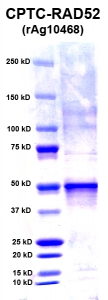 Click to enlarge image PAGE of Ag 10468(with molecular weight standards in lane 1)