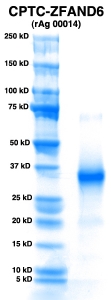 Click to enlarge image PAGE of ZFAND6 (rAg 00014) with molecular weight standards in lane 1.