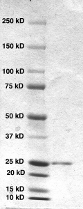 Click to enlarge image PAGE of Ag 10541 with molecular weight standards in lane 1.