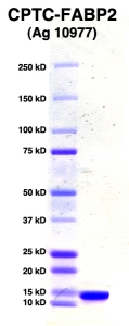 Click to enlarge image PAGE of Ag 10977 (with molecular weight standards in lane 1)