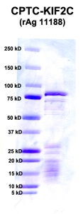 Click to enlarge image PAGE of KIF2C (rAg 11188) with molecular weight standards in lane 1