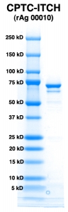 Click to enlarge image PAGE of ITCH (rAg 00010) with molecular weight standards in lane 1