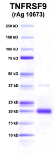 Click to enlarge image PAGE of TNFRSF9 (rAg 10673) with molecular weight standards in lane 1