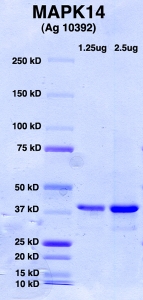 Click to enlarge image PAGE of Ag 10392 (with molecular weight standards in lane 1)