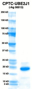 Click to enlarge image PAGE of UBE2J1 (rAg 00013) with molecular weight standards in lane 1.