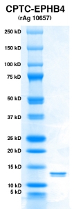 Click to enlarge image PAGE of EPHB4 (rAg 10657) with molecular weight standards in lane 1