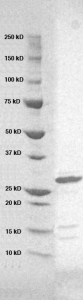 Click to enlarge image PAGE of Ag 10112 (with molecular weight standards in lane 1)