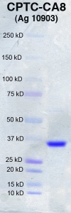 Click to enlarge image PAGE of Ag 10903(with molecular weight standards in lane 1)