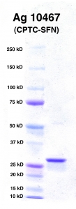Click to enlarge image PAGE of Ag 10467 (CPTC-SFN) (with molecular weight standards in lane 1)