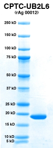 Click to enlarge image PAGE of rAg 00012 (with molecular weight standards in lane 1)