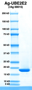 Click to enlarge image PAGE of UBE2E2 (rAg 00015) with molecular weight standards in lane 1.