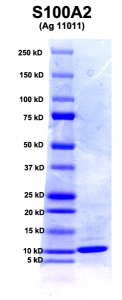 Click to enlarge image PAGE of Ag 11011 (with molecular weight standards in lane 1)