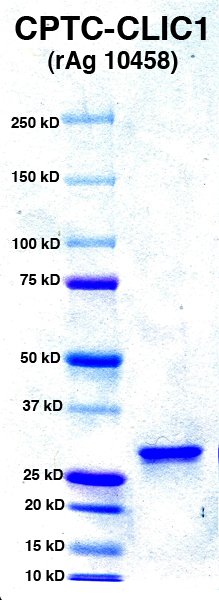 Click to enlarge image PAGE of CLIC1 (rAg 10458) with molecular weight standards in lane 1.