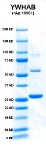 Click to enlarge image PAGE of YWHAB (rAg 10981) with molecular weight standards in lane 1