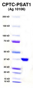 Click to enlarge image PAGE of PSAT1 (AG 10106) with molecular weight standards in lane 1