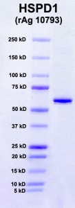 Click to enlarge image PAGE of HSPD1 (rAg 10793) with molecular weight standards in lane 1