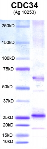 Click to enlarge image PAGE of Ag 10253 (with molecular weight standards in lane 1)