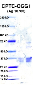 Click to enlarge image PAGE of OGG1 (Ag 10783) in Lanes 2 & 3 with molecular weight standards in lane 1