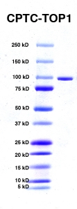 Click to enlarge image PAGE of recombinant Topoisomerase (CPTC-TOP1) (with molecular weight standards in lane 1)