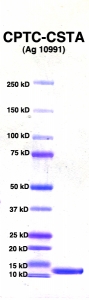 Click to enlarge image PAGE of Ag 10991 (with molecular weight standards in lane 1)