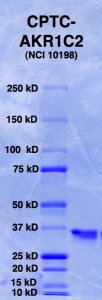 Click to enlarge image PAGE of CPTC-AKR1C2 (Ag 10198),with molecular weight standards in lane 1