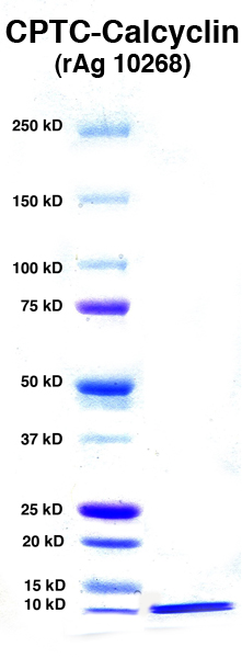 Click to enlarge image PAGE of Calcyclin (rAg 10268) with molecular weight standards in lane 1.