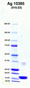 Click to enlarge image Electrophoresis of antigen.  Lane 1 has molecular weight markers, lane 2 has the antigen.  