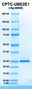 Click to enlarge image PAGE of UBE2E1 (rAg 00055) with molecular weight standards in lane 1 