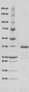 Click to enlarge image PAGE of Ag 10278 (with molecular weight standards in lane 1)