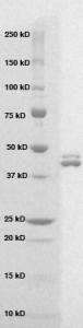 Click to enlarge image PAGE of Ag 10350 with molecular weight standards (lane 1)