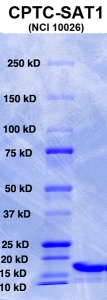 Click to enlarge image PAGE of SAT1 (rAg 10026) with molecular weight standards (lane 1)