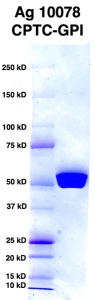 Click to enlarge image PAGE of Ag 10078 (with molecular weight standards in lane 1)