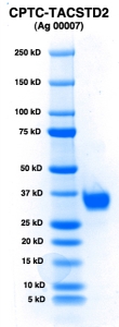 Click to enlarge image PAGE of TACSTD2 (Ag 00007) with molecular weight standards in lane 1
