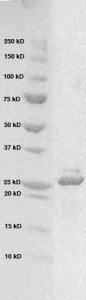 Click to enlarge image PAGE of Ag 10604 (with molecular weight standards in lane 1)