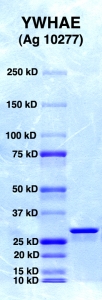 Click to enlarge image PAGE of Ag 10277 (with molecular weight standards in lane 1)