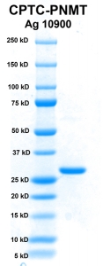 Click to enlarge image PAGE of Ag 10900(with molecular weight standards in lane 1)