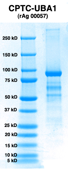 Click to enlarge image PAGE of UBA1 (rAg 00057) with molecular weight standards in lane 1