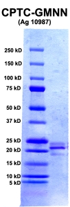 Click to enlarge image PAGE of Ag 10987 (with molecular weight standards in lane 1)
