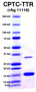 Click to enlarge image PAGE of TTR (rAg 11118) with molecular weight standards in lane 1