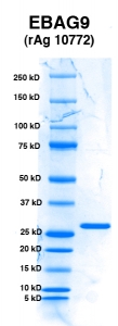 Click to enlarge image PAGE of EBAG9 (rAg 10772) with molecular weight standards (lane 1)