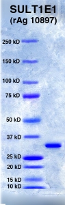 Click to enlarge image PAGE of recombinant SULT1E1 (rAg 10897) (with molecular weight standards in lane 1)