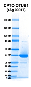 Click to enlarge image PAGE of OTUB1 (rAg 00017) with molecular weight standards in lane 1.