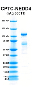 Click to enlarge image PAGE of NEDD4 (Ag 00011) with molecular weight standards in lane 1