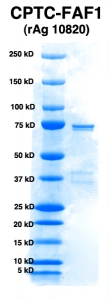 Click to enlarge image PAGE of FAF1 (rAg 10820) with molecular weight standards in lane 1