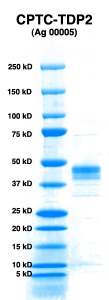 Click to enlarge image PAGE of TDP2 (Ag 00005) with molecular weight standards in lane 1