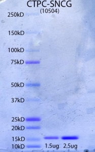 Click to enlarge image PAGE of antigen CPTC-SNCG with molecular weight standards in Lane 1