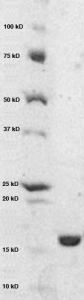 Click to enlarge image PAGE of Ag 10179 (with molecular weight standards in lane 1)