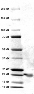 Click to enlarge image PAGE of Ag 10190 with molecular weight standards